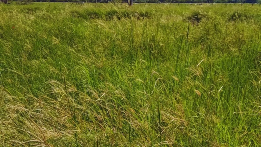 Pasturas megatérmicas: la clave para una ganadería más resiliente y productiva