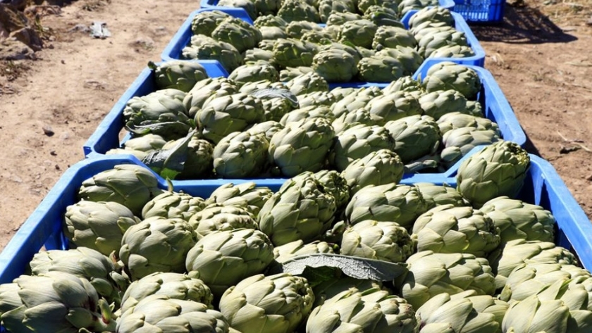 Estrategia de abonado para aumentar la producción y la calidad de la alcachofa