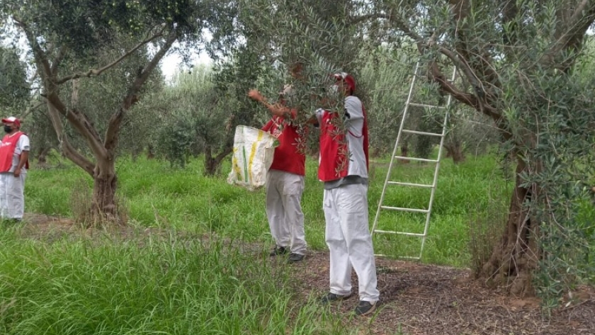 Los Chalecos Rojos se suman a levantar la cosecha de aceitunas