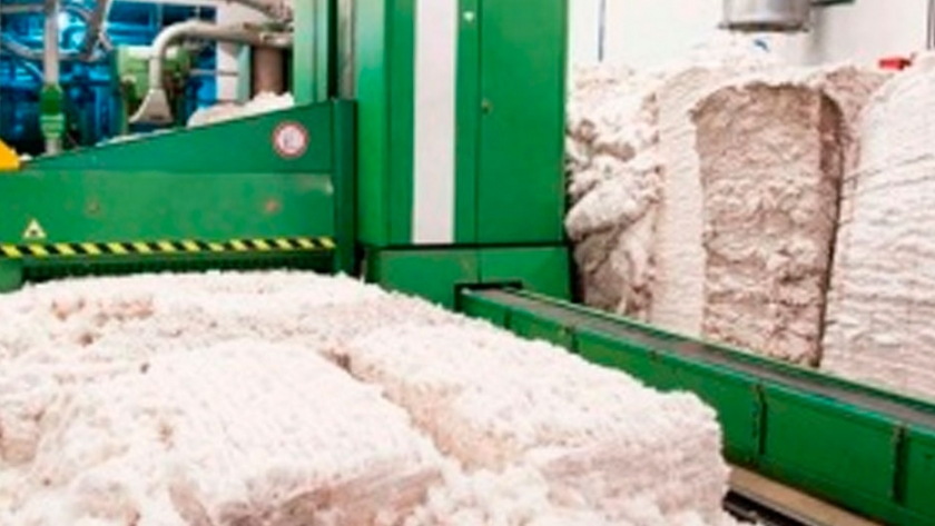 La inscripción obligatoria para comercializadores e industrializadores de algodón sigue 