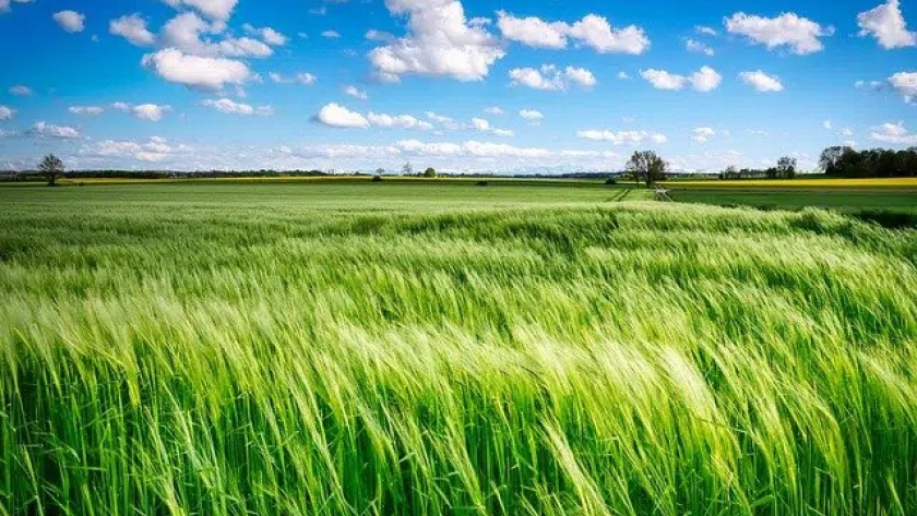 Pronostican lluvias abundantes y bajas temperaturas en el noreste agrícola