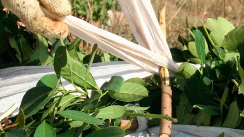 El INYM habilitó el registro de plantas de acopio de hoja verde