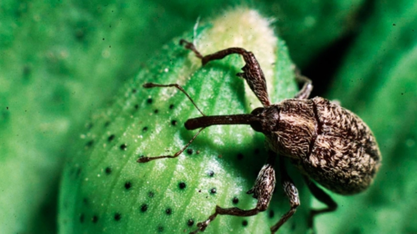 Chaco: intentan frenar avance del picudo algodonero