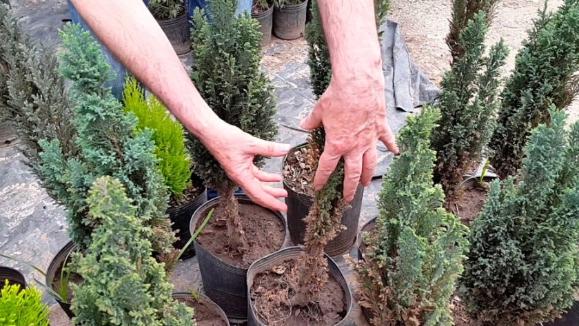 Corrientes: se distribuirán más de 250 mil plantines de pinos y eucaliptus