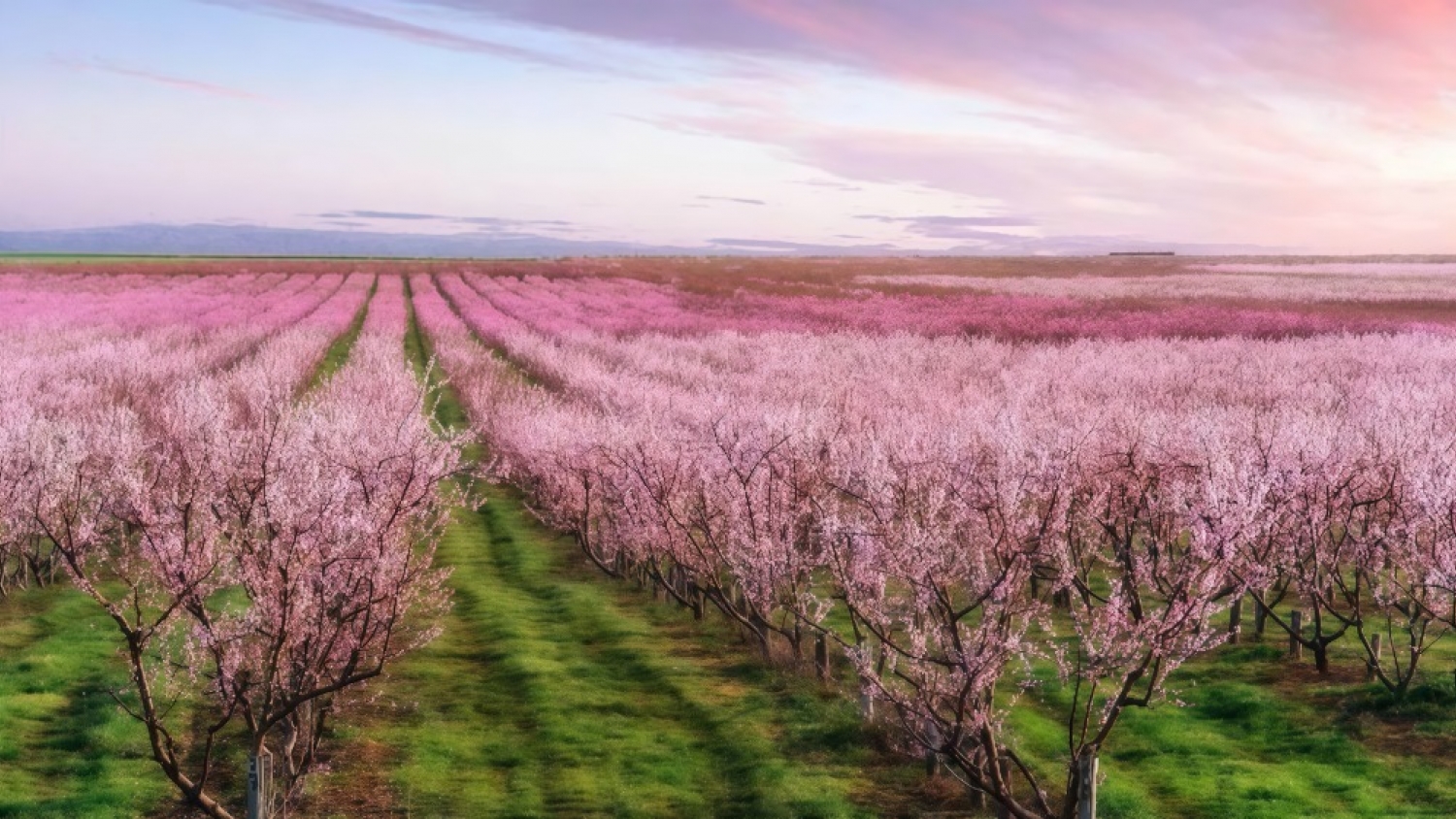 Los Antiguos: el rincón patagónico que cambia de color