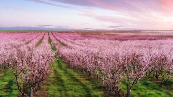 Los Antiguos: el rincón patagónico que cambia de color