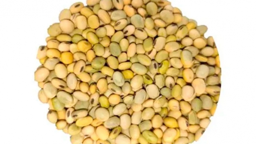 Grano verde en soja: claves para elegir los lotes que se usarán como semilla en la próxima campaña