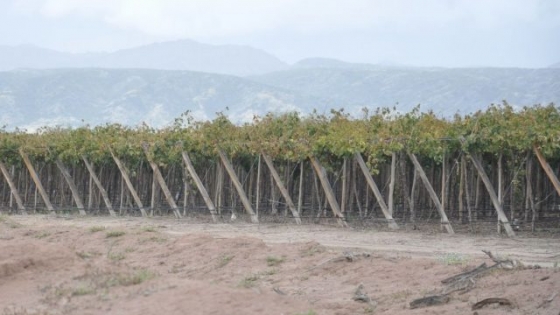 “Proyectar el Valle Calchaquí a nivel mundial es facilitar la venta de sus vinos”