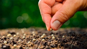 Semillas: el sector semillero respalda la adhesión de Argentina al convenio internacional UPOV 91