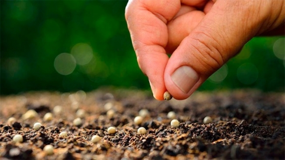 Semillas: el sector semillero respalda la adhesión de Argentina al convenio internacional UPOV 91