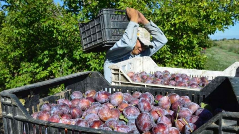 Perspectivas 2020: el agro, entre oportunidades y la búsqueda de certezas