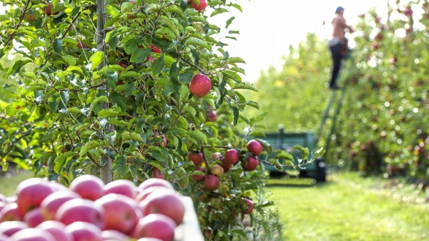 El Ministerio de Economía presentará detalles del programa Cultivar, en el Valle de Uco