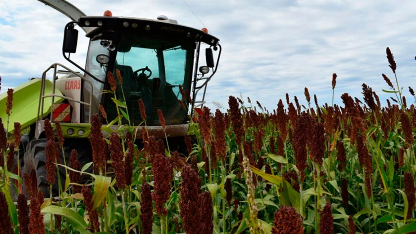 No descartan que Argentina se convierta en exportador de sorgo a China por el conflicto con EE.UU