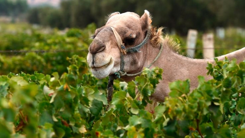 Vinos: la historia de un productor marroquí que le hace frente a la adversidad