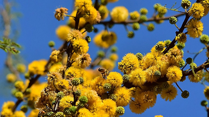 El Aromito es el árbol entrerriano