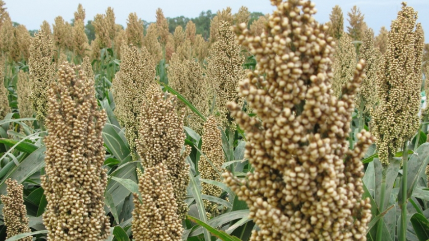 Las ventas anticipadas de sorgo ganan terreno respecto de 2019