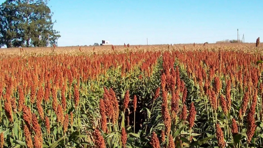 Entre Ríos espera un aumento de la siembra de sorgo y caída de la de maíz