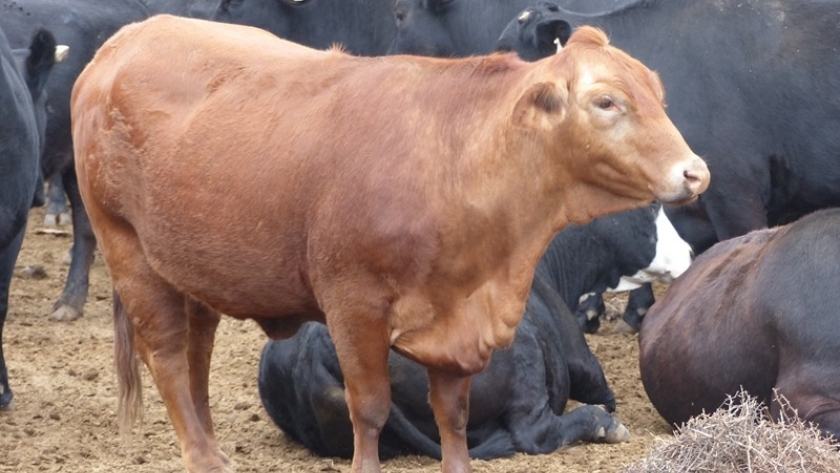 Pautas para el manejo de la alimentación animal en el NOA