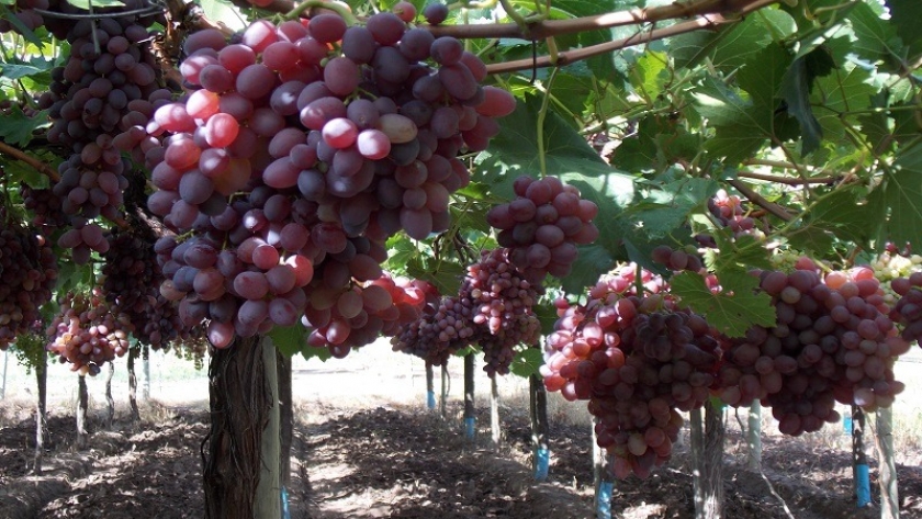 Brasil facilitaría el ingreso de la uva en fresco de Argentina
