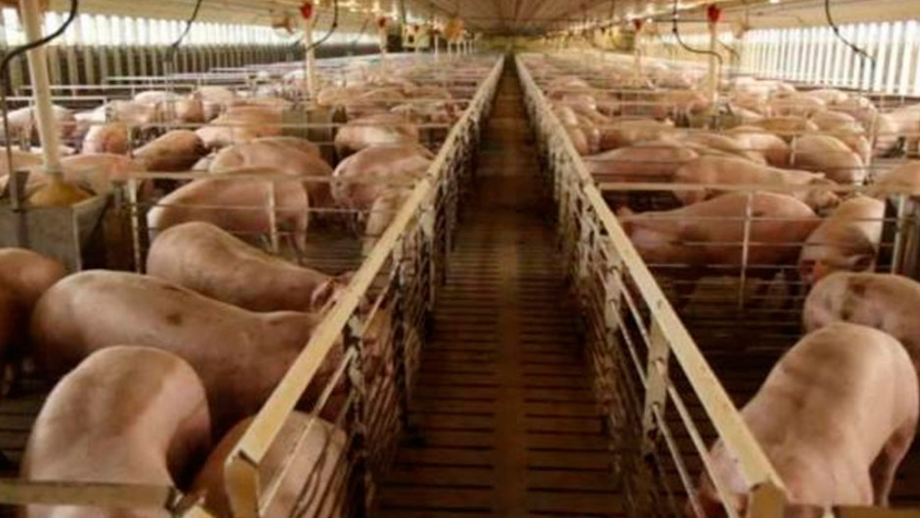 Estados Unidos vio reducida 25% su producción de carne de cerdo