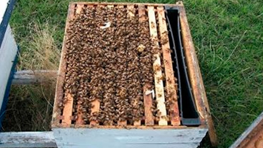 Analizan los efectos del glifosato sobre el desarrollo de la abeja de la miel