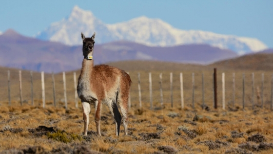 Migraciones de guanacos y huemules en la Patagonia: mapeo satelital para su conservación