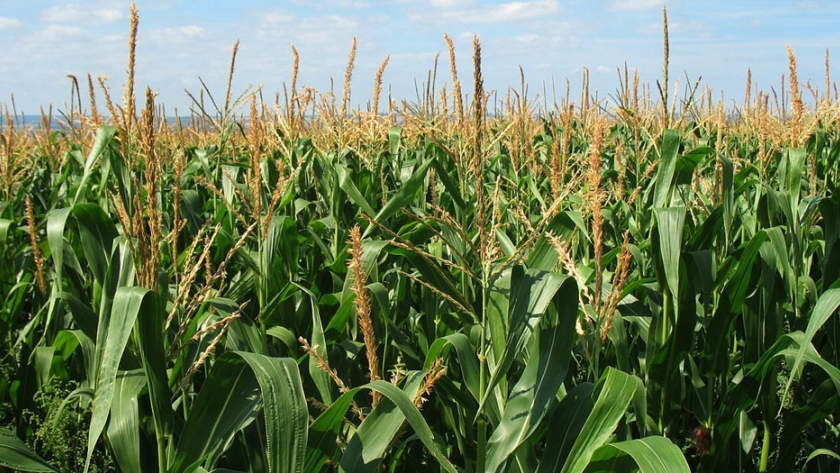 Se espera que la producción de maíz de Sudáfrica en 2021 aumente un 10%