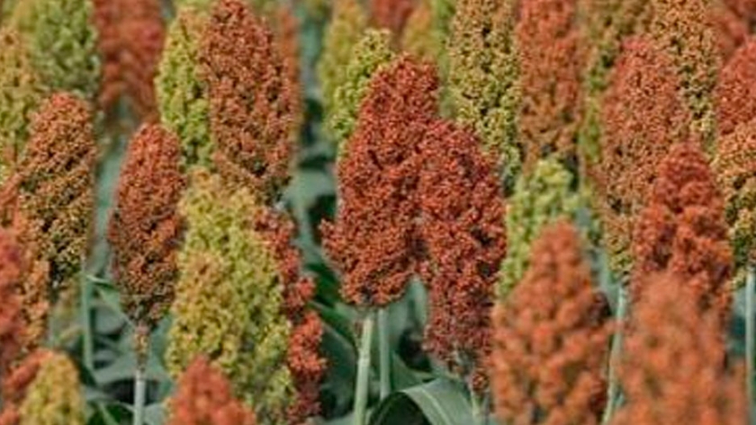 Sorgo: un viejo cultivo con nuevas alternativas