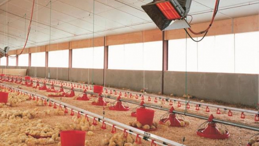 Actualizar 103+ imagen instalaciones para pollos de engorde
