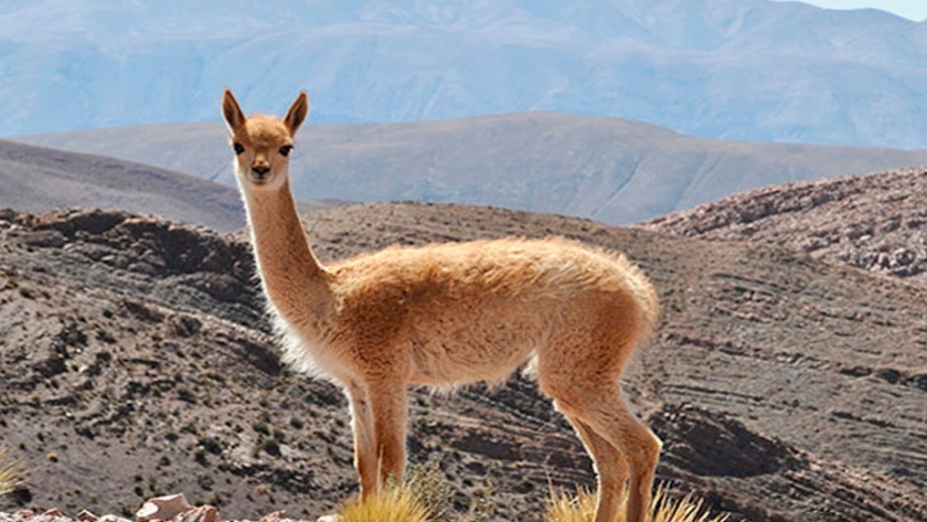 Vicuña: un camélido silvestre cuya lana representa la fibra más fina del mundo