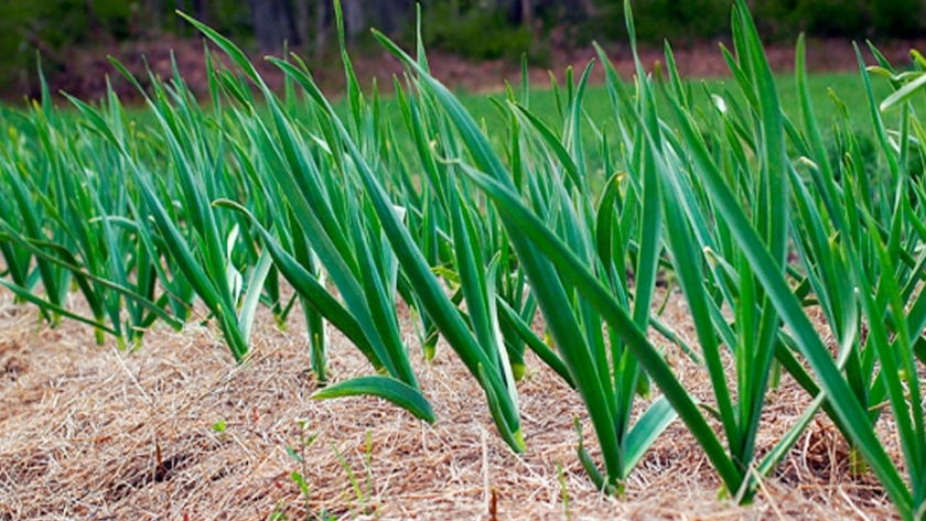 Claves para el éxito del cultivo del ajo