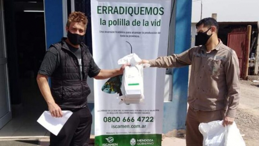 Polilla de la Vid: comenzó la entrega de difusores de feromona a productores para el control de plaga