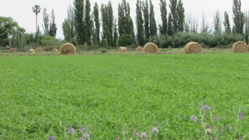 Primeras Jornadas de Producción de Forraje Bajo Riego para la ganadería de Mendoza