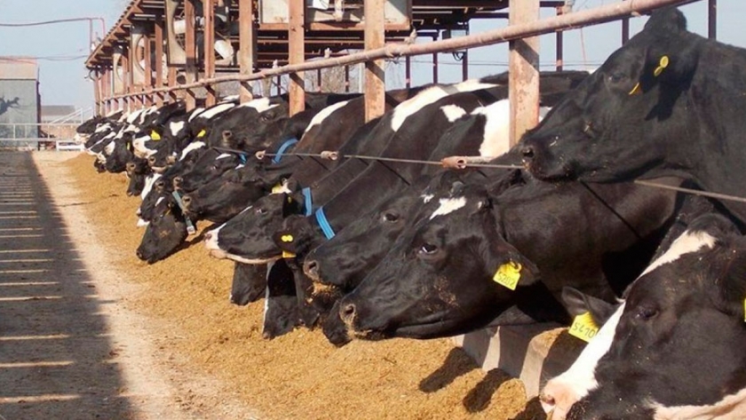 Cómo contribuir con la dieta de las vacas a evitar el estrés por calor