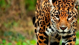 Chaco: monitorearán a un yaguareté del Parque Nacional El Impenetrable