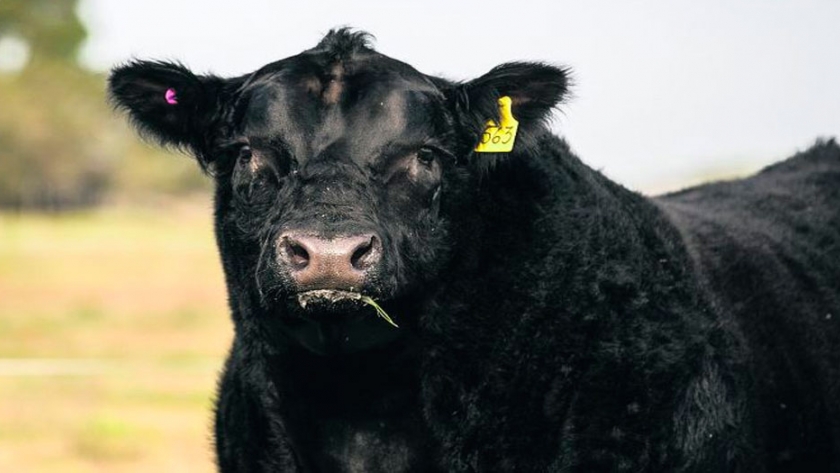 Rent a Bull: un sistema que vuelve a elegir el mercado