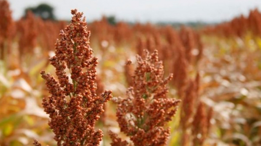 Verdeo de verano: El sorgo forrajero