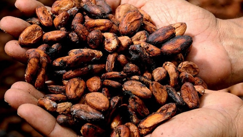 Científicos venezolanos trabajan para reducir el cadmio en granos de cacao