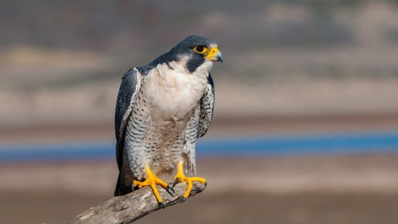 Halcones americanos, el nuevo aliado natural que transforma el control de plagas en los huertos de cerezas en EE.UU