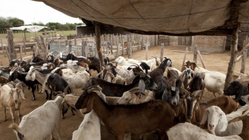 Fortalecen la producción quesera caprina en Payogasta