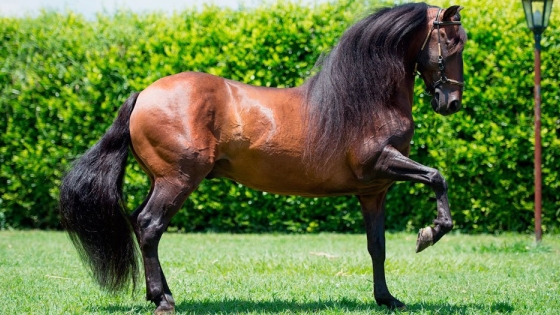 Los mejores caballos según los criadores y las asociaciones colombianas en 2020