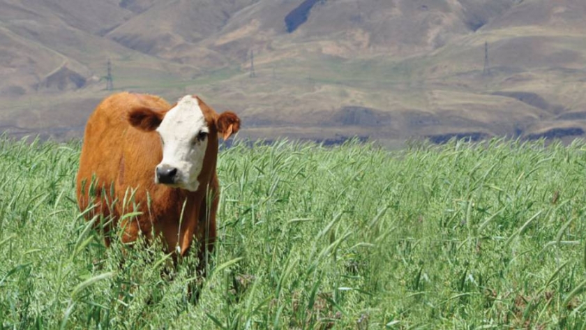 Beef + Lamb ahonda en la agricultura regenerativa