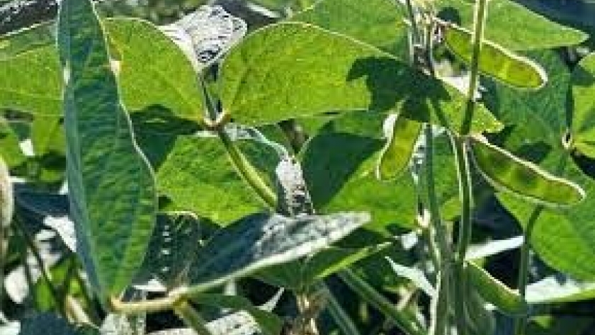 Misiones, la primera zona núcleo sojera: por qué cumple un rol clave para alejar a las amenazas que acechan al cultivo
