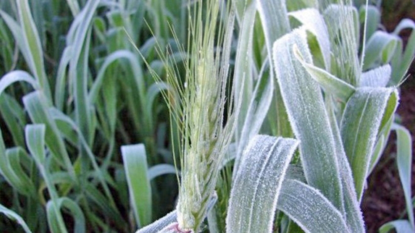 Heladas: qué dice el pronóstico para el próximo trimestre