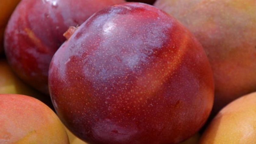 Brasil desarrolla su primer sistema de mango orgánico