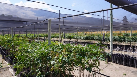 Programa Cultivar: Presentarán detalles de la iniciativa a productores de Guaymallén