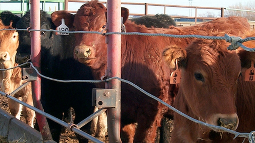 Tratamiento de efluentes para generar energía y fertilizantes