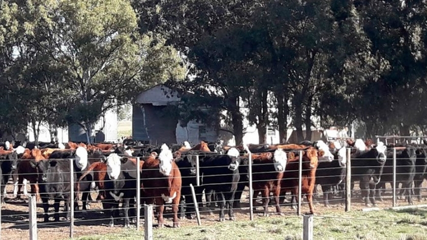 Testean sin costo a ganado bovino para prevenir enfermedades venéreas que afectan la productividad