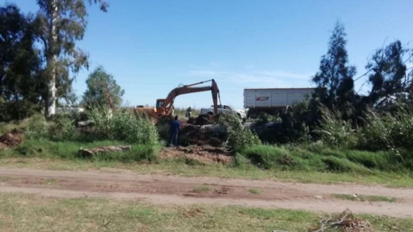 Extraen árboles en banquinas de la zona norte pampeana