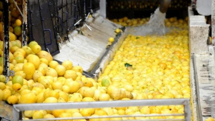 Tucumán volverá a exportar citrus al mercado europeo